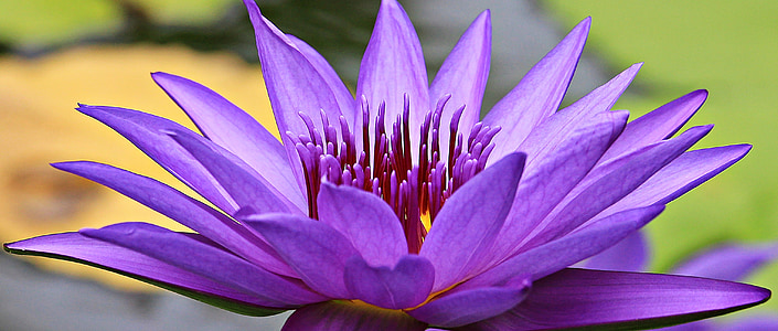 purple waterlily in close up photography thumbnail