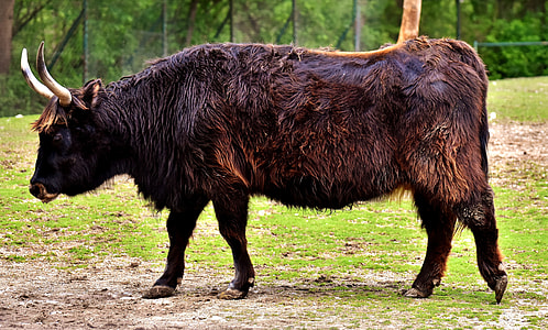 black cattle walking on grass field thumbnail