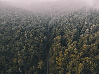top view photography of trees thumbnail