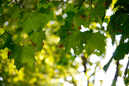 closeup photo of green leafed tree thumbnail