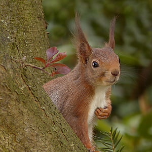 selective photo of brown and white squirrel thumbnail