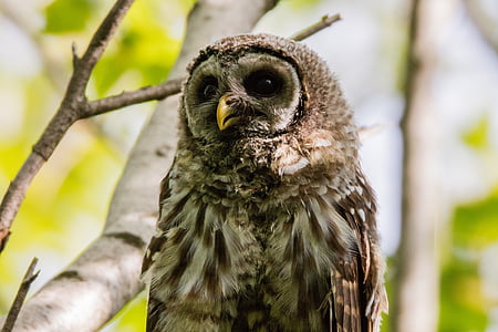 close up photo of brown owl perch on branch thumbnail