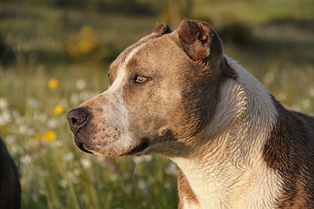 adult brown and white American pit bull thumbnail