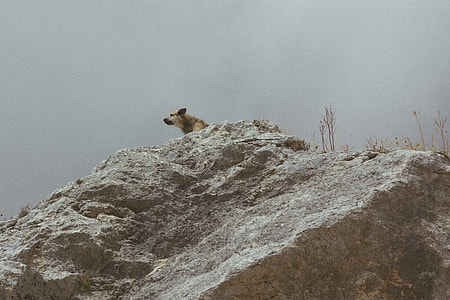 photo of brown dog on rock thumbnail