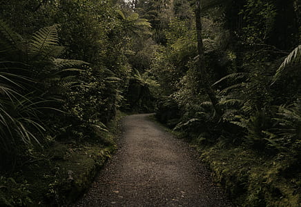 green leafed plants near walkway thumbnail