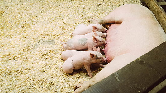 mother pig breastfeeding piglets thumbnail
