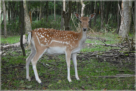 deer standing near tree thumbnail