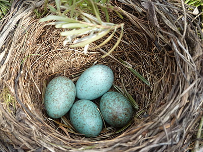 four blue eggs on brown nest thumbnail