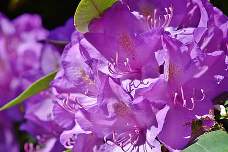 selective focus photo of purple rhododenron flowers thumbnail