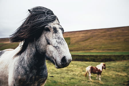 Two long haired horses in the field with one in blurred background thumbnail