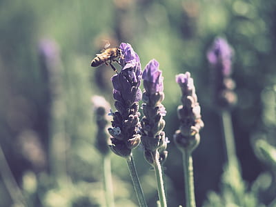 bee on top purple petaled flower thumbnail