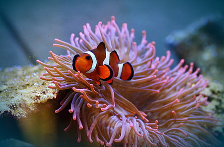 clown fish thumbnail