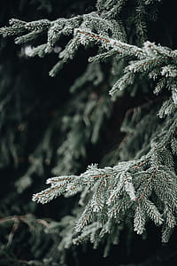 Frozen leaves & twigs thumbnail