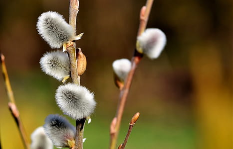 selective focus photography of white flowers thumbnail
