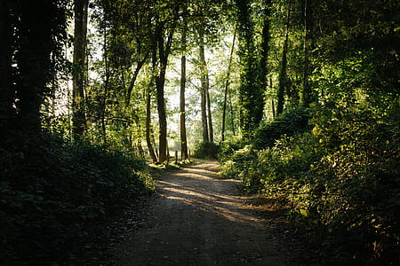 green tall trees under white sky thumbnail