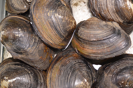brown scallops thumbnail