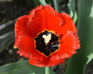 red and black tulip flower closeup photography thumbnail