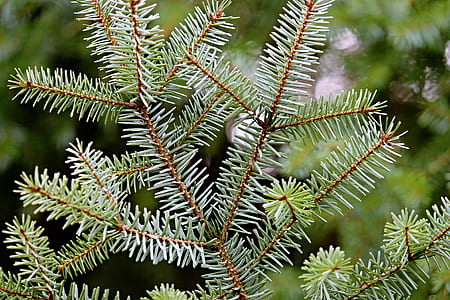green leafed plants thumbnail