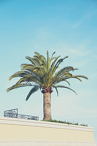 Palm tree thumbnail