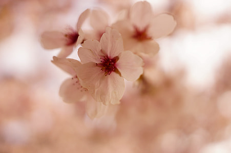 cherry blossom tree thumbnail