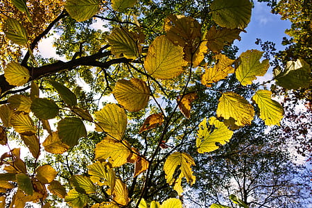 green leaves thumbnail