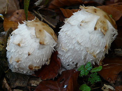 Schopf Comatus, Mushrooms thumbnail