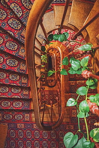 brown vine plant wrapping near brown wooden spiral staircase thumbnail