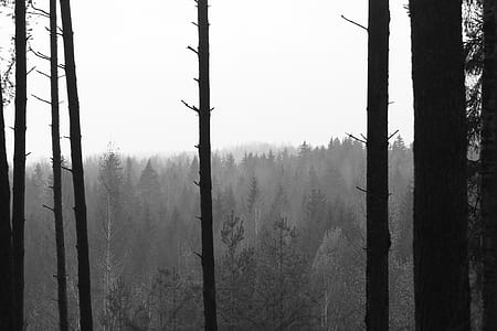 grayscale photo of forest covered with fog thumbnail