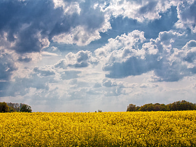 yellow plants during daytime thumbnail