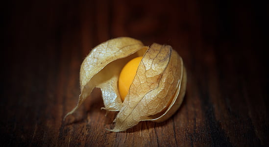 closeup photo of physalis thumbnail