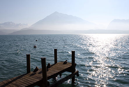 three ducks on brown wooden dock thumbnail