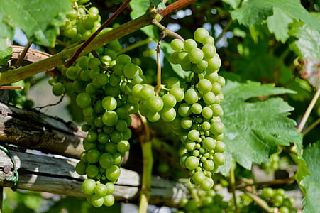 close-up photography of white grapes thumbnail
