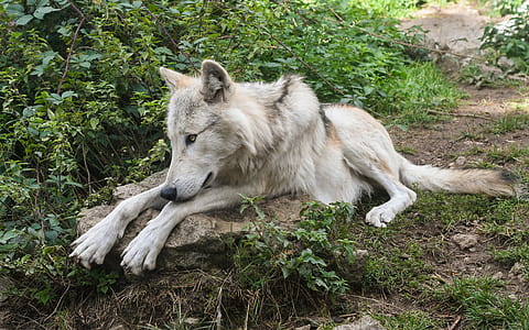 white wolf laying on grass thumbnail