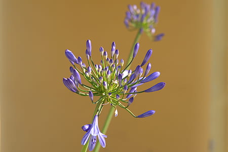 closeup photo of purple petaled flowers thumbnail