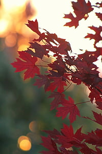 photography of red maple leaf thumbnail