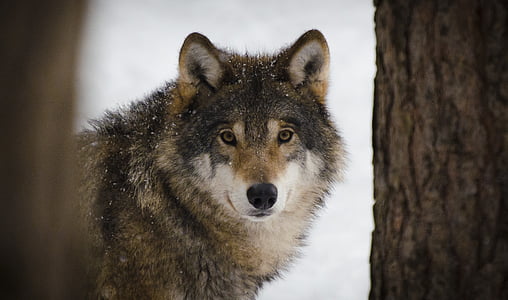 brown and white wolf beside brown tree thumbnail