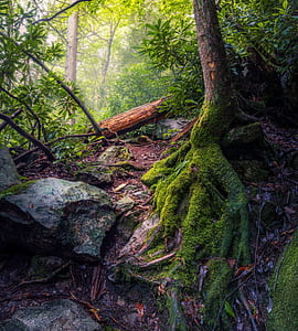 green moss covering brown tree roots wallpaper thumbnail