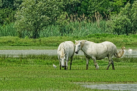 two white horses near pond thumbnail