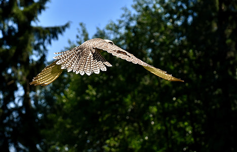 Falcon, Bird Of Prey thumbnail