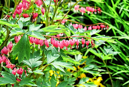 pink bleeding heart flower blooming at daytime thumbnail