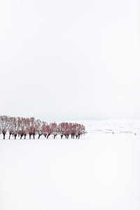 trees on snowy field thumbnail