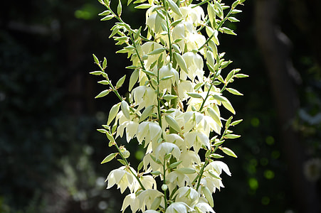 closeup photo of white yucca flowers during daytime thumbnail