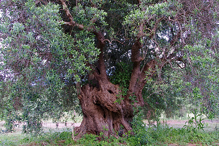 green and brown leafed tree thumbnail