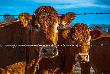 two brown cattles thumbnail