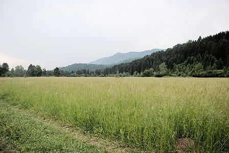 green grass field and mountain thumbnail