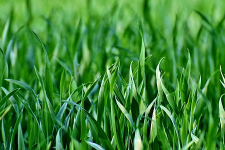 green grass field in shallow-focus shot thumbnail