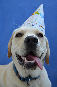 adult yellow Labrador retriever wearing Birthday paper hat close-up photography thumbnail