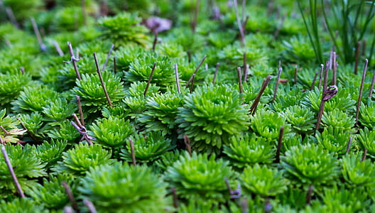 nature, garden, leaves, plants thumbnail