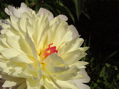 close up photo of beige petaled flower thumbnail