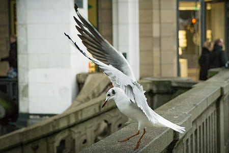 bird, animal, seagull, wings thumbnail